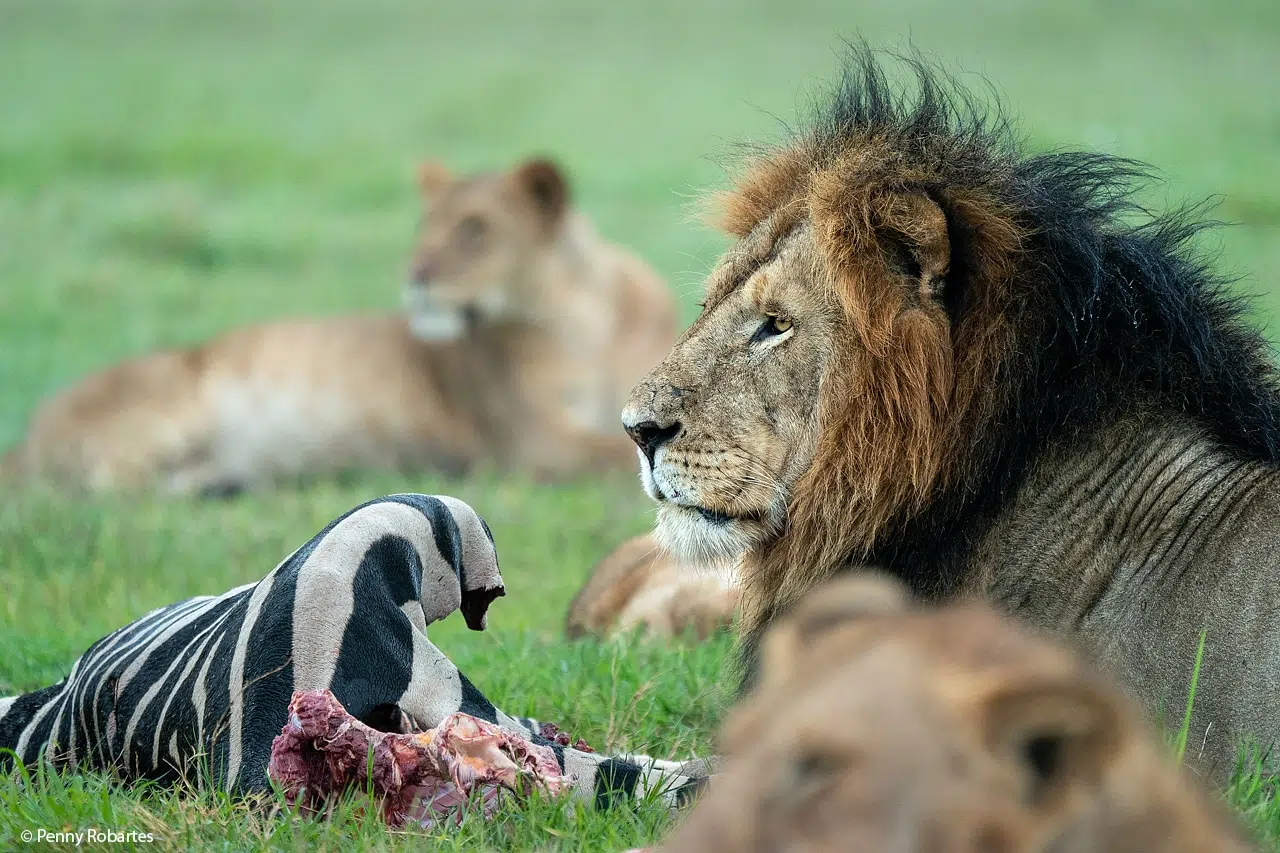 Masai-Mara-1